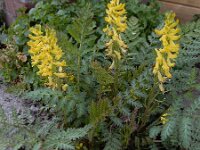 Corydalis cheilanthifolia 9, Varenhelmbloem, Saxifraga-Ed Stikvoort