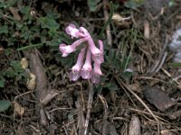 Corydalis densiflora 2, Saxifraga-Jan van der Straaten