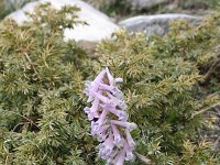 Corydalis densiflora 3, Saxifraga-Dirk Hilbers