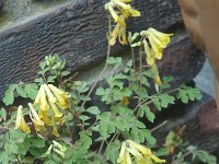 Corydalis lutea 3, Gele helmbloem, Saxifraga-Jan van der Straaten