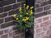 Corydalis lutea 4, Gele helmbloem, Saxifraga-Peter Meininger