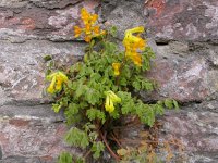 Corydalis lutea 5, Gele helmbloem, Saxifraga-Peter Meininger