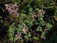 Corydalis solida 11, Vingerhelmbloem, Saxifraga-Jan van der Straaten