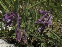 Corydalis solida 12, Vingerhelmbloem, Saxifraga-Marijke Verhagen