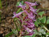 Corydalis solida 13, Vingerhelmbloem, Saxifraga-Willem van Kruijsbergen