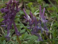 Corydalis solida 23, Vingerhelmbloem, Saxifraga-Willem van Kruijsbergen