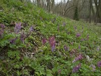 Corydalis solida 24, Vingerhelmbloem, Saxifraga-Willem van Kruijsbergen