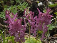 Corydalis solida 27, Vingerhelmbloem, Saxifraga-Willem van Kruijsbergen