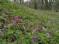 Corydalis solida 28, Vingerhelmbloem, Saxifraga-Willem van Kruijsbergen