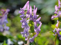 Corydalis solida 29, Vingerhelmbloem, Saxifraga-Bart Vastenhouw