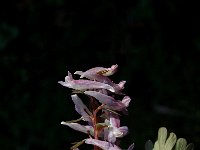 Corydalis solida 3, Vingerhelmbloem, Saxifraga-Jan van der Straaten