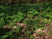 Corydalis solida 40, Vingerhelmbloem, Saxifraga-Hans Boll