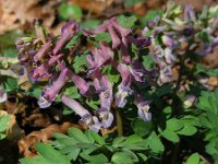 Corydalis solida 44, Vingerhelmbloem, Saxifraga-Ed Stikvoort