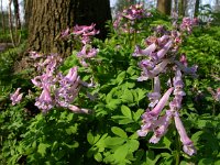 Corydalis solida 45, Vingerhelmbloem, Saxifraga-Ed Stikvoort