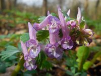 Corydalis solida 47, Vingerhelmbloem, Saxifraga-Ed Stikvoort