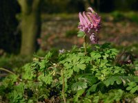 Corydalis solida 48, Vingerhelmbloem, Saxifraga-Ed Stikvoort