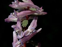 Corydalis solida 5, Vingerhelmbloem, Saxifraga-Jan van der Straaten