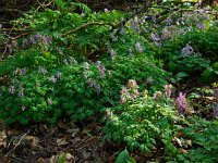 Corydalis solida 52, Vingerhelmbloem, Saxifraga-Ed Stikvoort