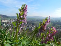 Corydalis solida 54, Vingerhelmbloem, Saxifraga-Rutger Barendse