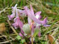 Corydalis solida 56, Vingerhelmbloem, Saxifraga-Rutger Barendse