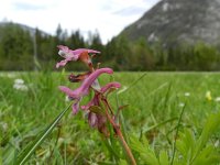 Corydalis solida 58, Vingerhelmbloem, Saxifraga-Rutger Barendse