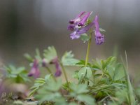 Corydalis solida 61, Vingerhelmbloem, Saxifraga-Luuk Vermeer