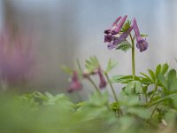 Corydalis solida 63, Vingerhelmbloem, Saxifraga-Luuk Vermeer