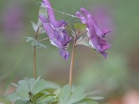 Corydalis solida 67, Vingerhelmbloem, Saxifraga-Luuk Vermeer