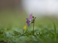 Corydalis solida 68, Vingerhelmbloem, Saxifraga-Luuk Vermeer