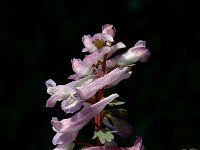 Corydalis solida 7, Vingerhelmbloem, Saxifraga-Jan van der Straaten