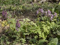 Corydalis solida 75, Vingerhelmbloem, Saxifraga-Willem van Kruijsbergen