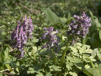 Corydalis solida 76, Vingerhelmbloem, Saxifraga-Willem van Kruijsbergen