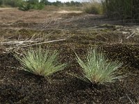 Corynephorus canescens 10, Buntgras, Saxifraga-Jan van der Straaten