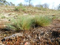 Corynephorus canescens 12, Buntgras, Saxifraga-Rutger Barendse