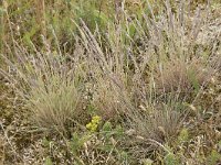 Corynephorus canescens 40, Buntgras, Saxifraga-Willem van Kruijsbergen