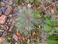 Corynephorus canescens 6, Buntgras, Saxifraga-Peter Meininger