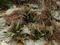 Cosentinia vellea
