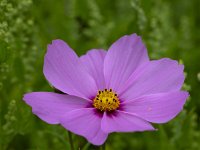 Cosmos bipinnatus 10, Cosmea, Saxifraga-Roel Meijer