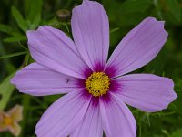 Cosmos bipinnatus 11, Cosmea, Saxifraga-Roel Meijer