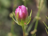 Cosmos bipinnatus 2, Cosmea, Saxifraga-Rutger Barendse