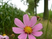 Cosmos bipinnatus 5, Cosmea, Saxifraga-Rutger Barendse