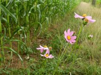 Cosmos bipinnatus 6, Cosmea, Saxifraga-Rutger Barendse