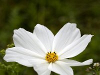 Cosmos bipinnatus 9, Cosmea, Saxifraga-Roel Meijer