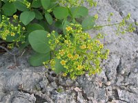 Cotinus coggygria 6, Saxifraga-Jasenka Topic