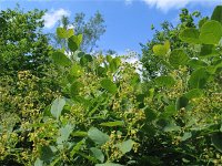 Cotinus coggygria 7, Saxifraga-Jasenka Topic