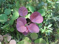 Cotinus coggygria 8, Saxifraga-Jasenka Topic