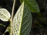 Cotoneaster bullatus 11, Saxifraga-Rutger Barendse