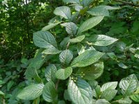 Cotoneaster bullatus 3, Saxifraga-Rutger Barendse