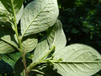 Cotoneaster bullatus 4, Saxifraga-Rutger Barendse