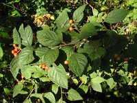 Cotoneaster bullatus 5, Saxifraga-Rutger Barendse